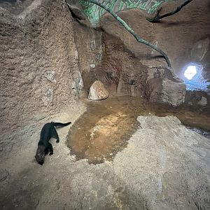 Tayra Indoor Exhibit