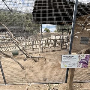 Greater Grison Outdoor Exhibit