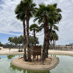 Ring-tailed Lemur Island #3