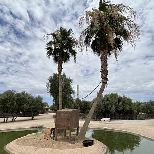 Ring-tailed Lemur Island #4
