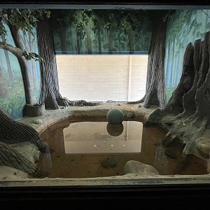 Asian Water Monitor Exhibit