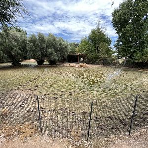 South American Tapir Exhibit #2