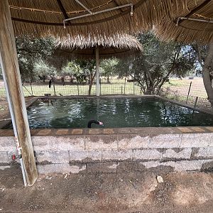 Black-necked Swan Exhibit