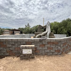 Future Green Iguana Exhibit