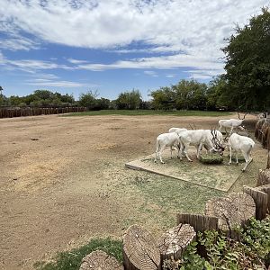 Addax Exhibit