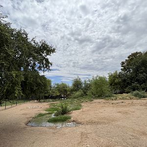 South American Tapir Exhibit #3