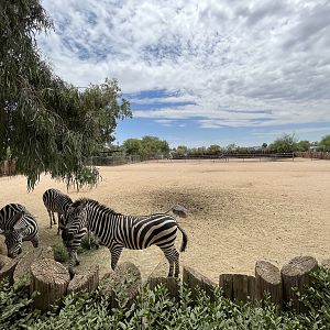 Plains Zebra Exhibit
