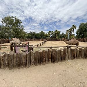 Dromedary Exhibit