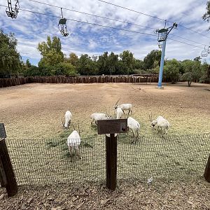 Arabian Oryx Exhibit