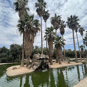 Spider Monkey Island #6