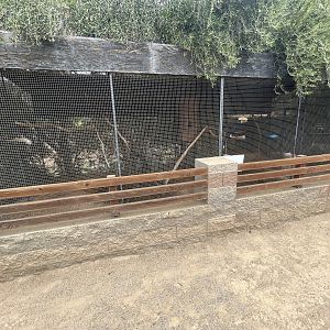Silvery-cheeked Hornbill Aviary