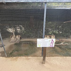 African Pied Hornbill Aviary