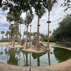 Brown Tufted Capuchin Island