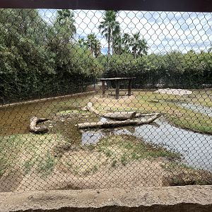 Spotted Hyena Exhibit
