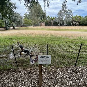 Dama Gazelle/East African Crowned Crane Exhibit