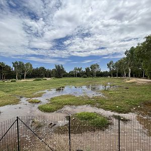 Wildebeest/Ostrich Exhibit