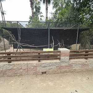 Golden Taveta Weaver Aviary
