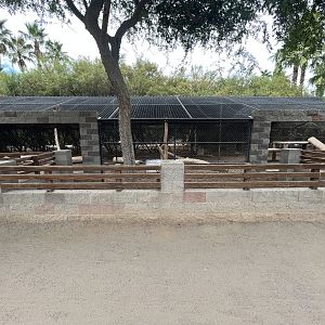 Olive Baboon Exhibit