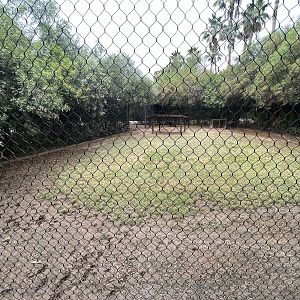 Black-backed Jackal Exhibit