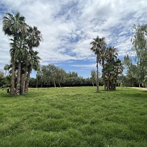 Springbok/Greater Kudu Exhibit
