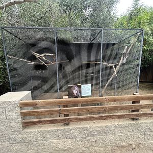 Greater Vasa Parrot Aviary