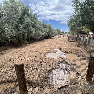 Red River Hog Exhibit #3