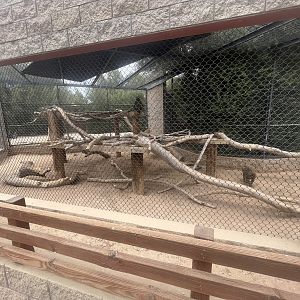 Hamadryas Baboon Exhibit