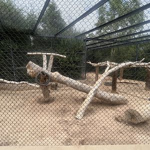 Hamadryas Baboon Exhibit