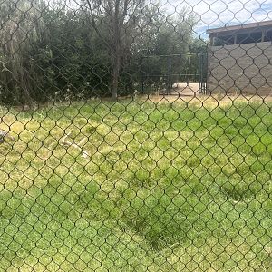 Striped Hyena Exhibit