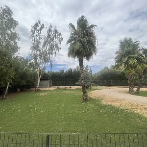 Nyala/East African Crowned Crane Exhibit