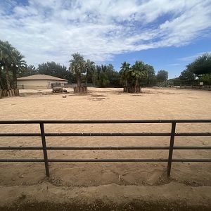 White Rhino Exhibit #2