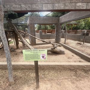 Vervet Monkey Exhibit