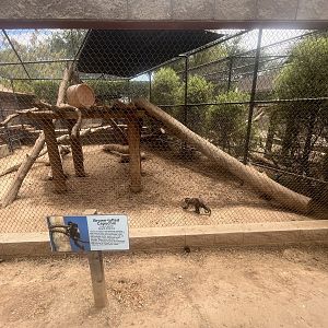 Brown Tufted Capuchin Exhibit