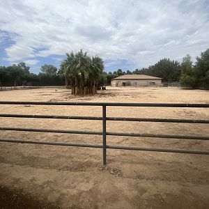White Rhino Exhibit #2