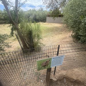 Reeve’s Muntjac Exhibit