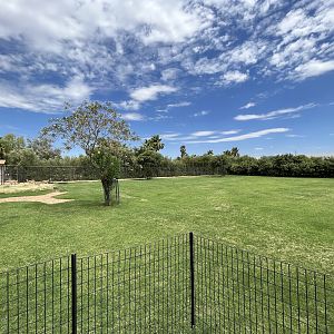 Thomson’s Gazelle Exhibit #2