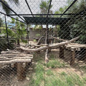 Caracal Exhibit