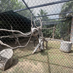 Colobus Monkey Exhibit