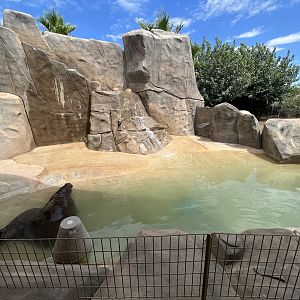 Pygmy Hippo Exhibit