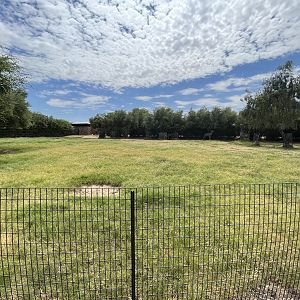 Greater Kudu Exhibit #2