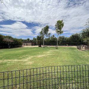 Dama Gazelle Exhibit #3