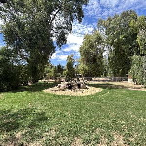 Sarus Crane Exhibit #2