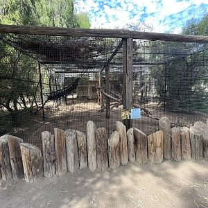 Patas Monkey Exhibit #2