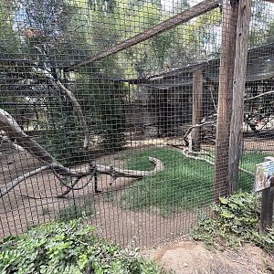 DeBrazza’s Monkey Exhibit #2