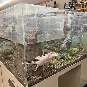 Gift Shop Aquarium Tank #3