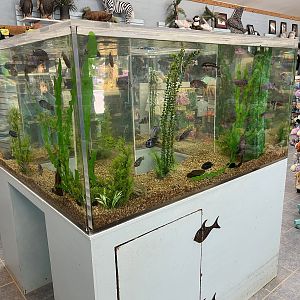 Gift Shop Aquarium Tank #4