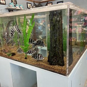 Gift Shop Aquarium Tank #5