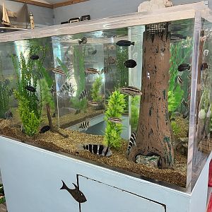 Gift Shop Aquarium Tank #6