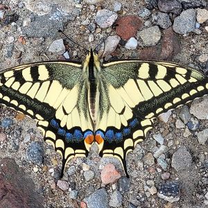 Papilio machaon