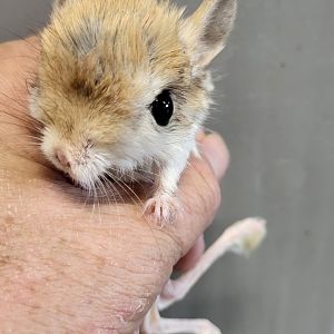 Lesser jerboa